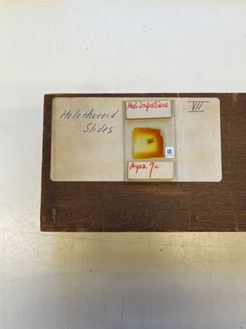Media type: image;   Invertebrate Zoology 172217 Description: Photograph of microscope slide and handwritten label.;  Aspect: slide